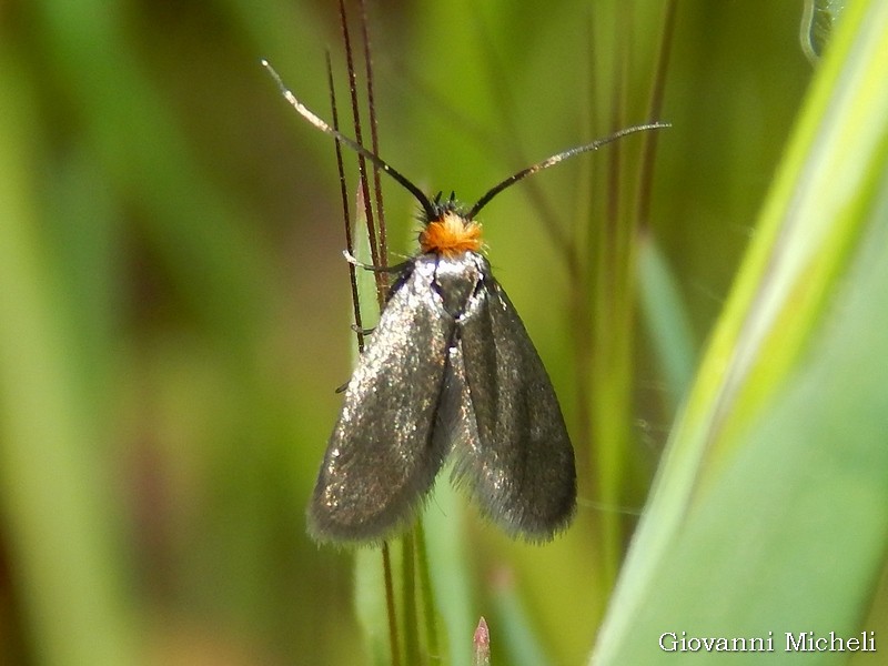 Oecophoridae da ID ( 4-5 mm)